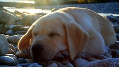 Animals Dogs sleeping