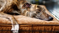 Animals Dogs sleeping