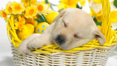 Animals Dogs sleeping baskets