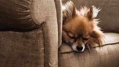 Animals Dogs sleeping chihuahua couch