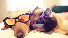 Animals Dogs sleeping funny sunglasses