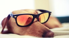 Animals Dogs sleeping glasses