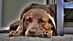 Animals Dogs sleeping Labradors pets