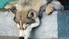 Animals Dogs sleeping Noses husky sleeping dogs