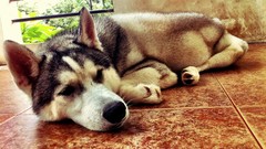 Animals Dogs sleeping Siberian Husky floor husky