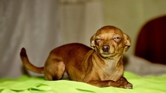 Animals Dogs snoop dogg pets