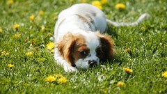 Animals Dogs spaniel