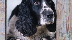 Animals Dogs spaniel english springer spaniel