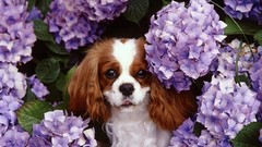 Animals Dogs spaniel Hydrangeas king charles spaniel
