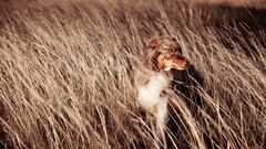 Animals Dogs spikelets