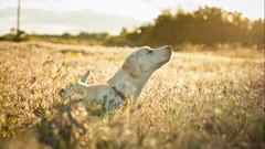 Animals Dogs spikelets fields sunlight pets