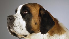 Animals Dogs st bernard