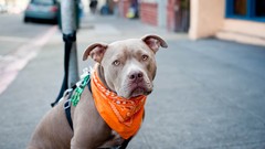 Animals Dogs streets