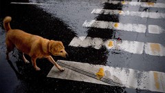 Animals Dogs streets pets
