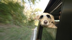 Animals Dogs sunglasses