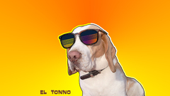 Animals Dogs sunglasses beagle
