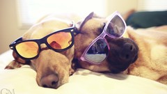 Animals Dogs sunglasses garrett meyers