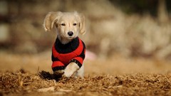 Animals Dogs sweaters