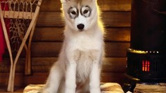 Animals Dogs sweets (candies)