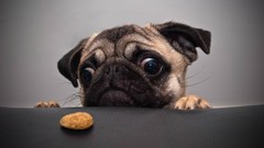 Animals Dogs Tables pug cookies