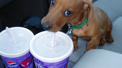 Animals Dogs Taco Bell