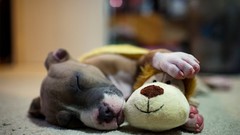 Animals Dogs teddy bears