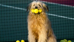 Animals Dogs tennis