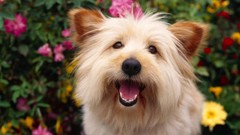 Animals Dogs terrier