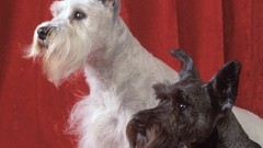 Animals Dogs terrier