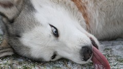 Animals Dogs tongue husky