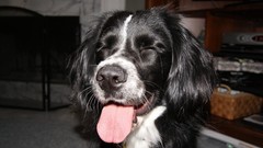 Animals Dogs tongue smiling