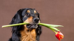 Animals Dogs tulips pets