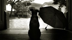 Animals Dogs Umbrellas