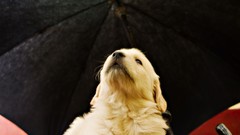 Animals Dogs Umbrellas