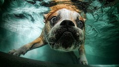 Animals Dogs underwater