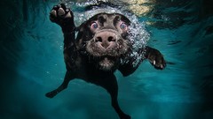 Animals Dogs underwater