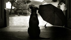 Animals Dogs waiting Umbrellas