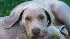 Animals Dogs Weimaraner