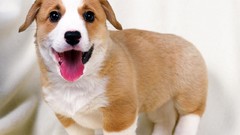 Animals Dogs welsh corgi