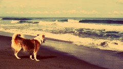 Animals Dogs wet Beaches waves pets