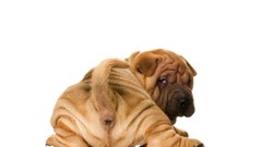 Animals Dogs white background