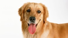 Animals Dogs white background canine