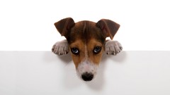 Animals Dogs white background pets