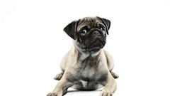 Animals Dogs white background Pugs Simple Background
