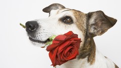 Animals Dogs white background red flowers