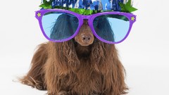 Animals Dogs white background sunglasses happy new year