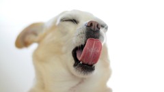 Animals Dogs white background tongue