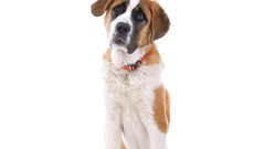 Animals Dogs white background young st bernard