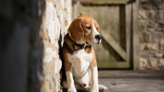 Animals Dogs widescreen