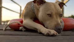 Animals Dogs wooden floor